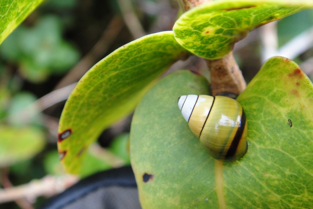Helical Spiral – Hawaiian Land Snail Conservation