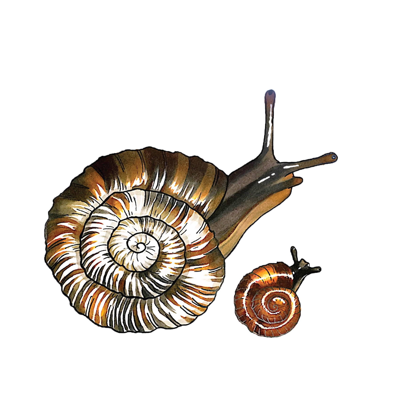 Hawaiian Land Snail Conservation Hawaiian Land Snail Database