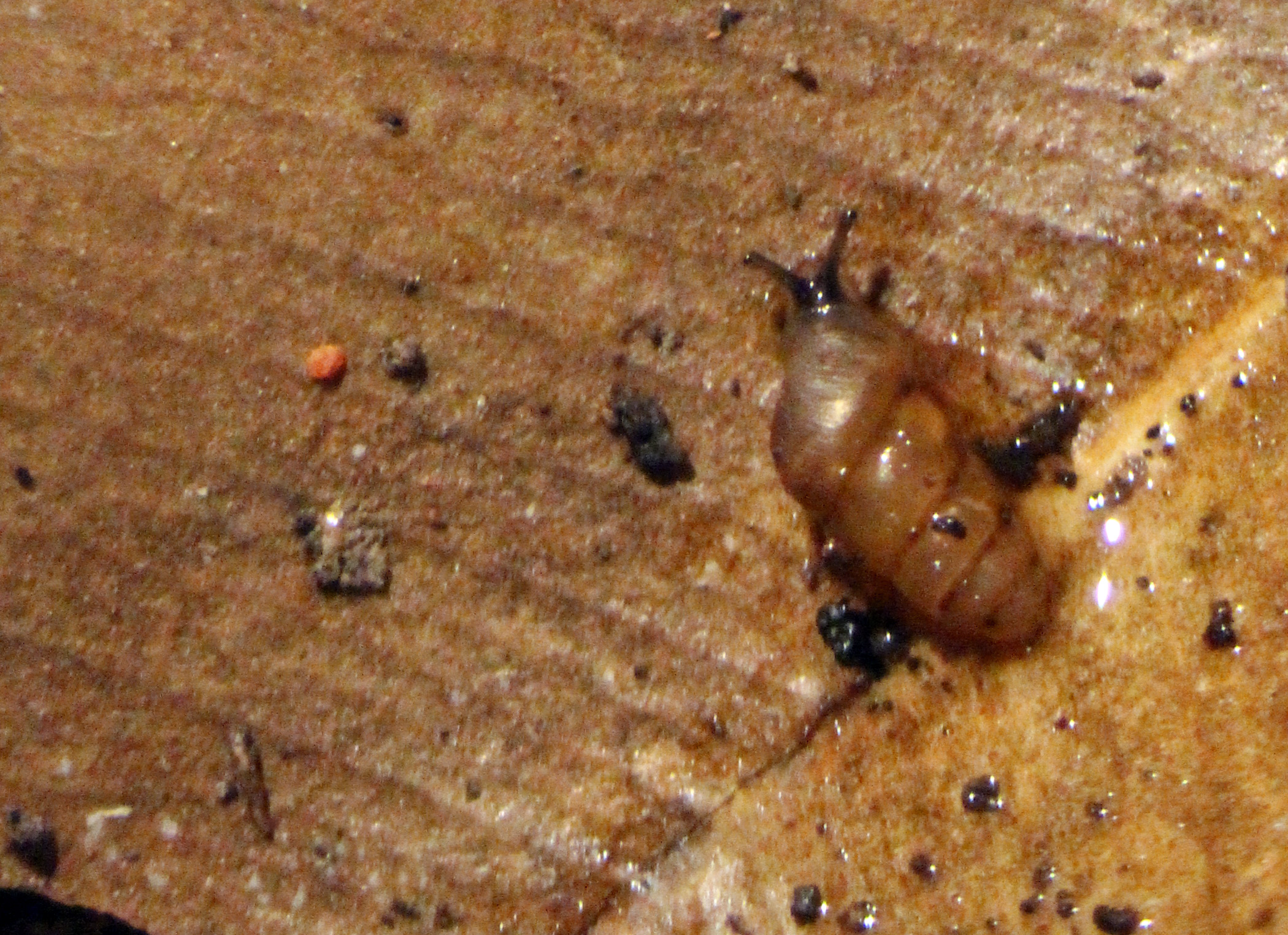 Gastrocopta_servilis