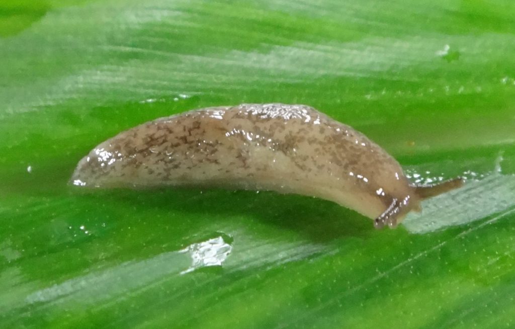Deroceras reticulatum – Hawaiian Land Snail Conservation